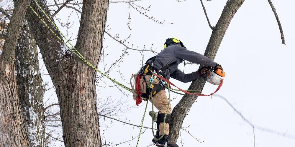 Complete Tree Service – Ranked as a Top Tree Service Company