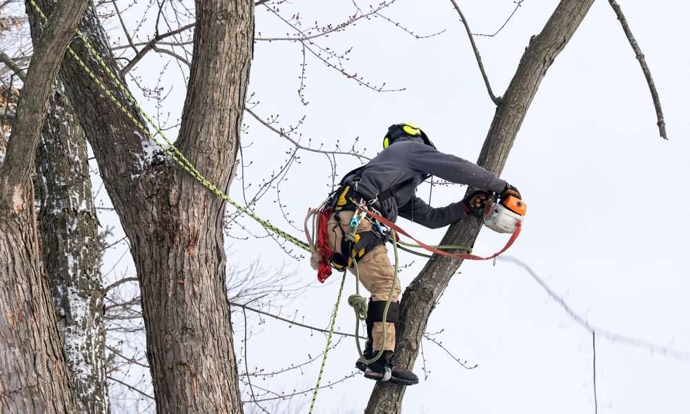 Complete Tree Service - Ranked as a Top Tree Service Company